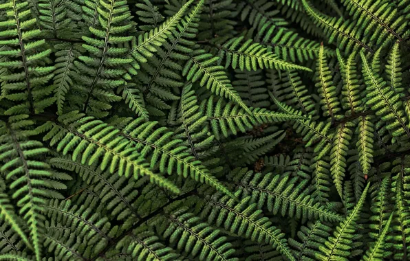 Picture forest, leaves, fern