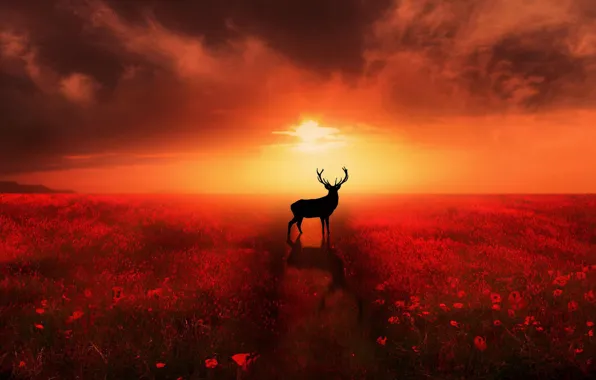 HORIZON, The SKY, The SUN, FIELD, CLOUDS, TRAIL, FLOWERS, HORNS