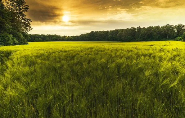 Wallpaper ears, field, cereals