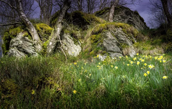 Grass, trees, landscape, nature, beauty, spring, daffodils