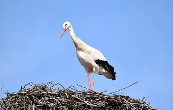 Picture bird, socket, stork