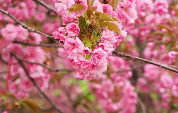 Picture macro, branch, Sakura, flowering