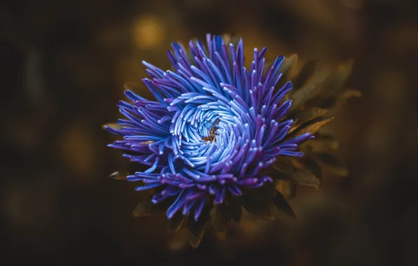 Flower, blue, Astra, chrysanthemum