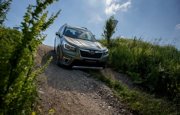 Vegetation, the descent, Subaru, crossover, Forester, 2019