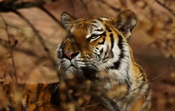 Picture look, face, leaves, light, branches, tiger, background, portrait