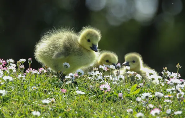 Flowers, nature, ducklings