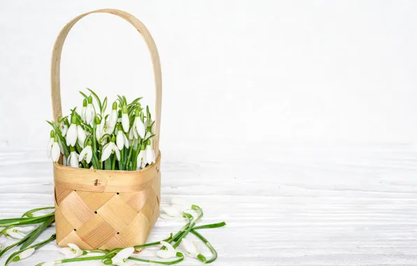 Spring, snowdrops, basket