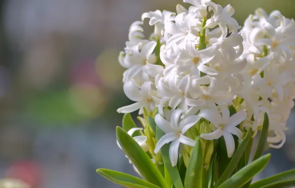 Macro, white, hyacinths