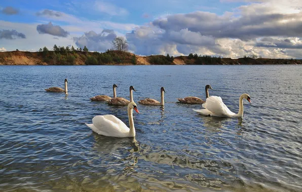 Picture the sky, landscape, birds, lake, pond, swans