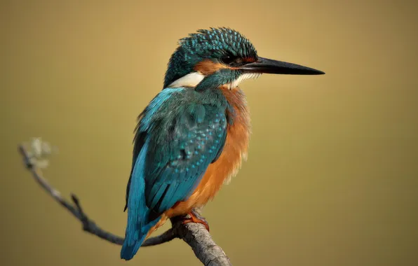 Background, bird, branch, profile, Kingfisher