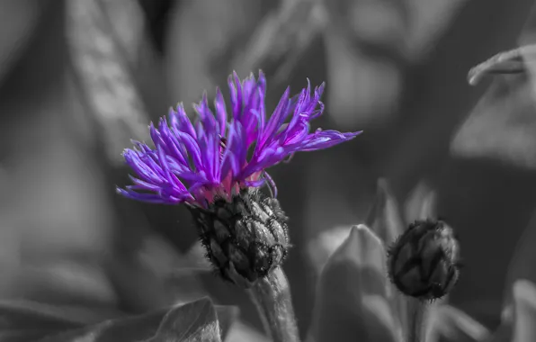 Picture flower, nature, background, petals