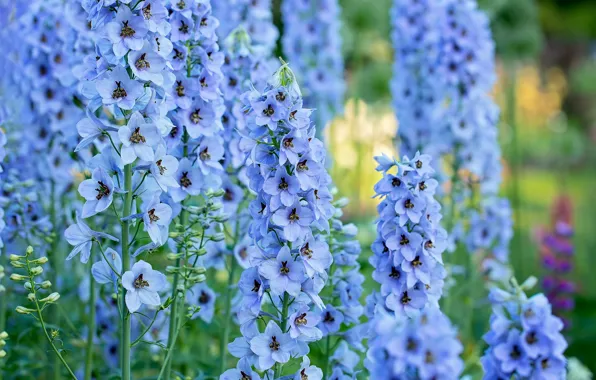 Macro, blue, inflorescence, delphinium, Larkspur