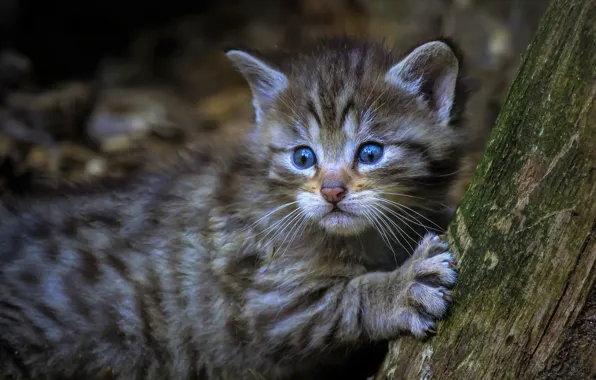 Cat, look, face, kitty, grey, background, tree, paw