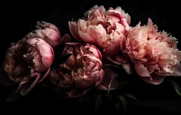 Flowers, the dark background, bouquet, pink, peonies, lush, Terry, AI art