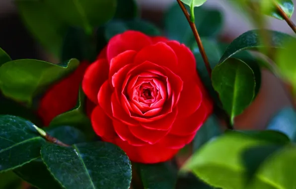 Picture leaves, macro, Camellia