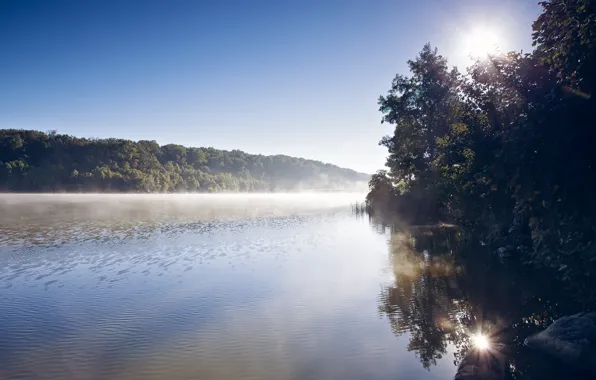 Forest, fog, river, morning
