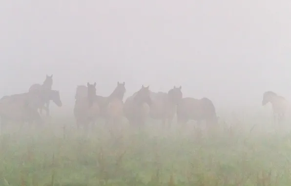 Animals, fog, horse, the herd