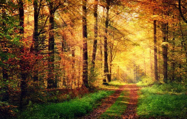 Autumn, forest, grass, leaves, trees, yellow, the rays of the sun, path