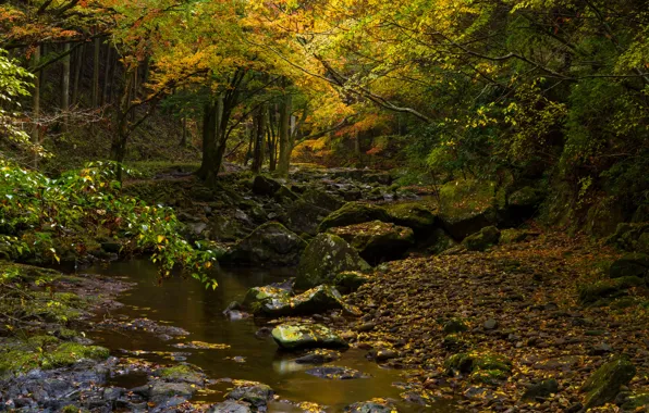 Picture autumn, forest, leaves, trees, branches, yellow, stream, stones