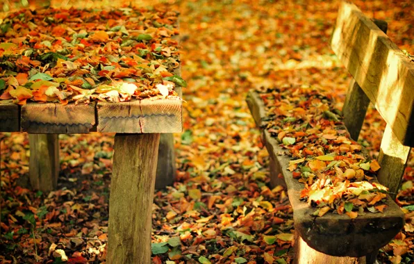 Picture autumn, leaves, bench, nature, Park, table, shop, shop
