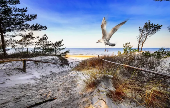 Beach, bird, shore