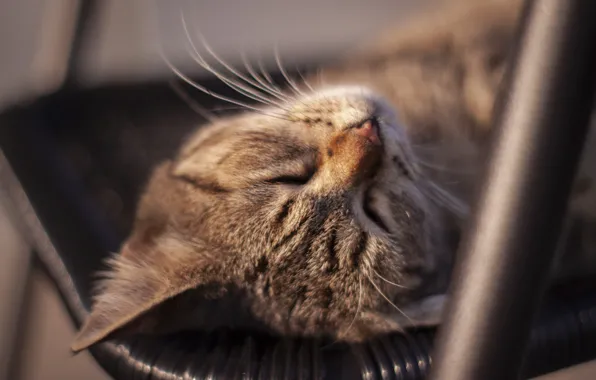 On the chair, sleep, tabby cat, lying on her back