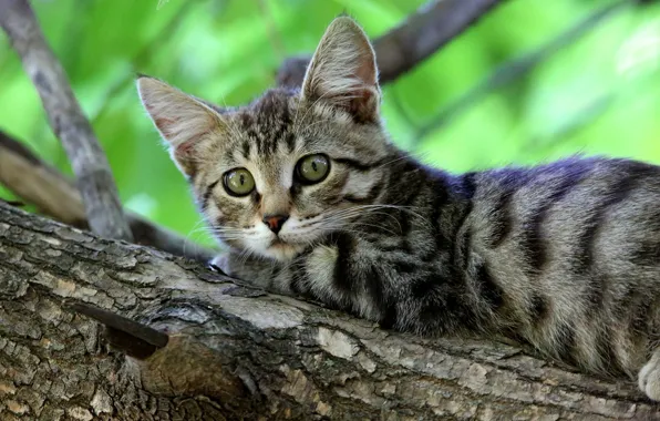 Picture branches, lies, kitty, striped