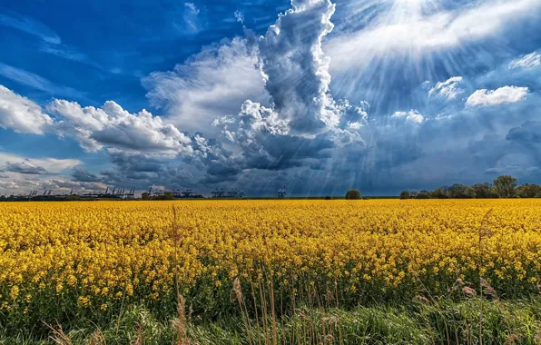 Field, clouds, rays, landscape, flowers, nature, beauty