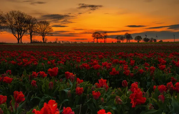 Picture field, landscape, flowers, nature, dawn, morning, tulips