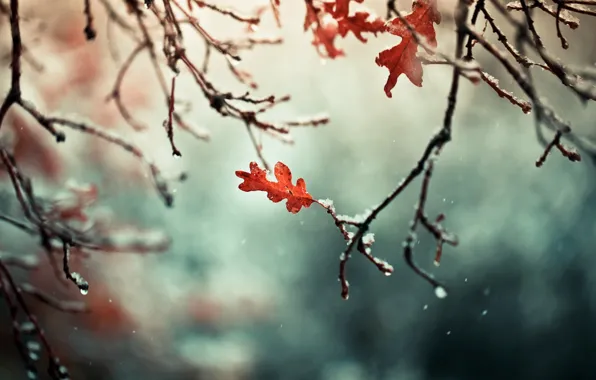 Picture autumn, leaves, snow, branches, nature, branch