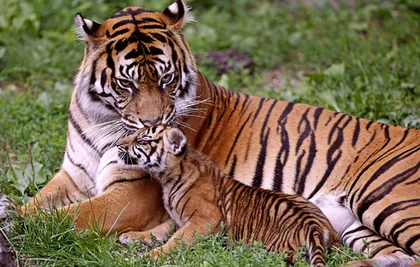 Baby, tigers, mom, tigress, tiger