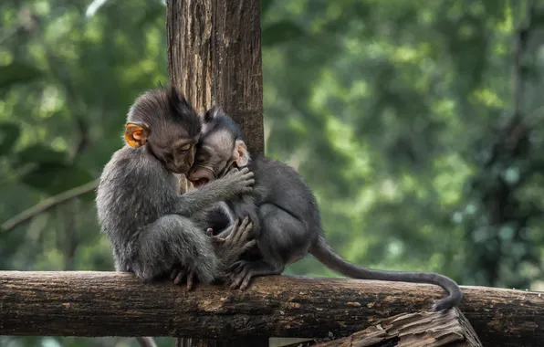 Picture forest, two, monkeys, baby, embracing