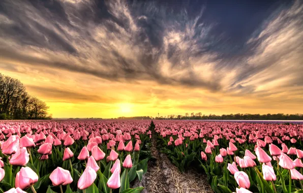Field, the sky, the sun, clouds, light, trees, sunset, flowers