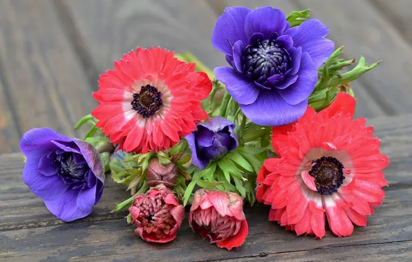 Purple, pink, anemones