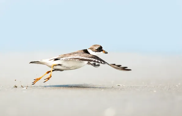 Sand, beach, the sky, flight, wings, Seagull, works