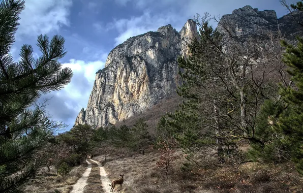 Picture road, landscape, mountain, dog
