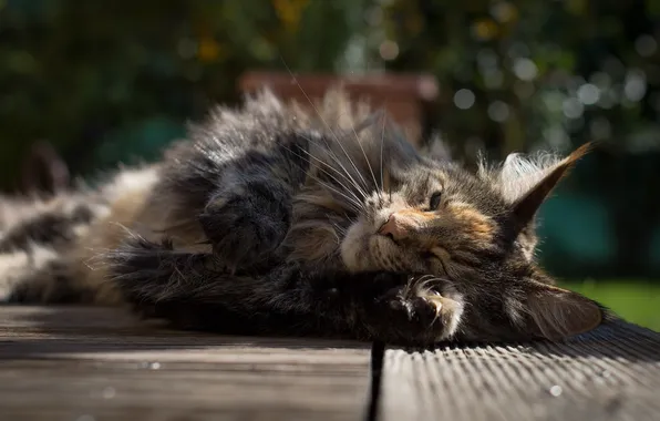 Picture cat, cat, stay, morning, Maine Coon