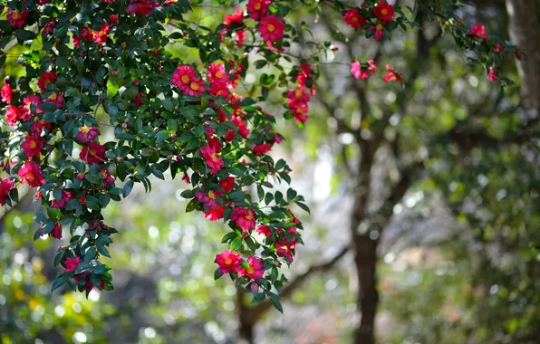 Picture flowers, nature, tree, bokeh