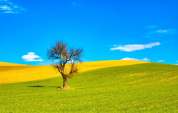 Picture field, the sky, clouds, trees, Italy, Apulia, Beccari