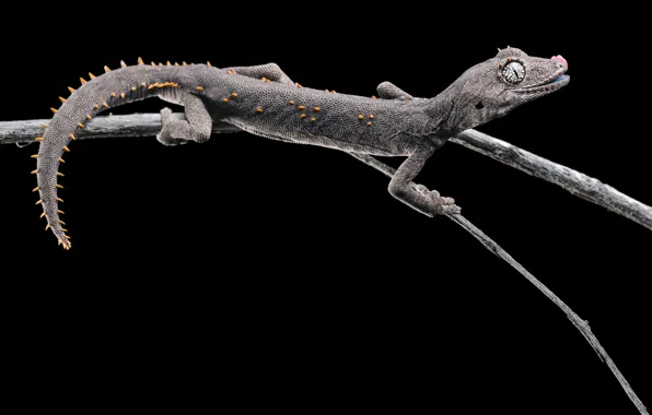 Picture branches, lizard, Gecko