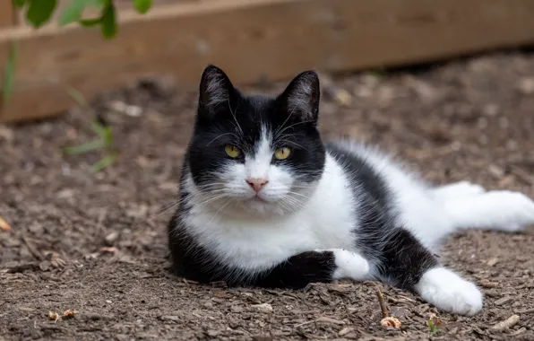 Cat, cat, look, nature, pose, face