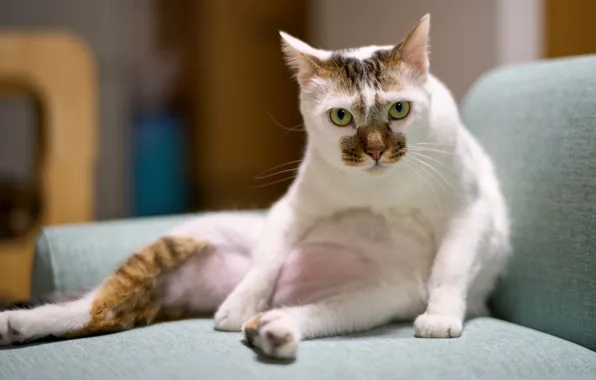 Cat, cat, look, face, pose, sofa, bokeh, spotted