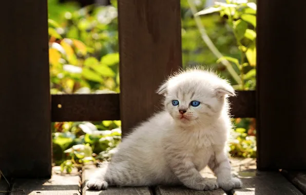 Cat, white, look, leaves, light, nature, pose, kitty