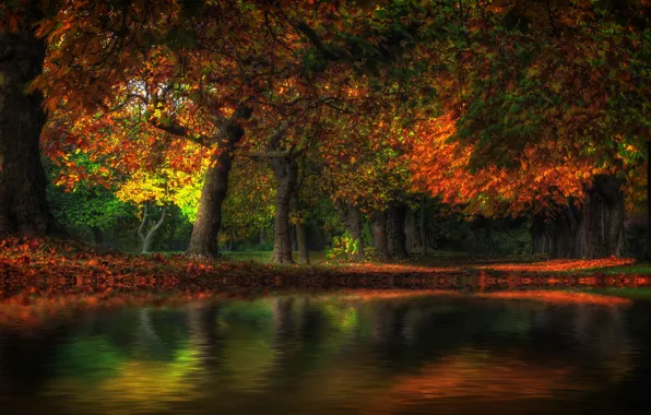 Autumn, forest, trees, pond, Park