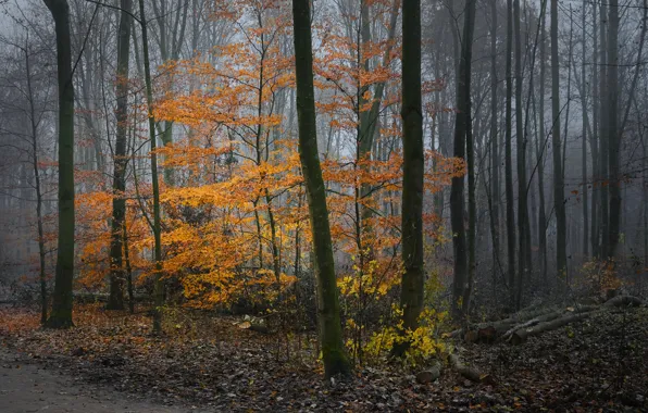 Picture autumn, forest, trees, foliage
