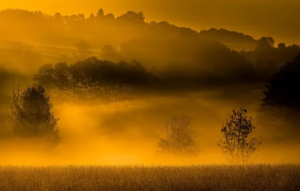 Picture autumn, fog, morning