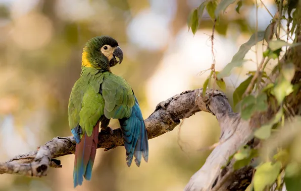 Picture nature, tree, bird, parrot