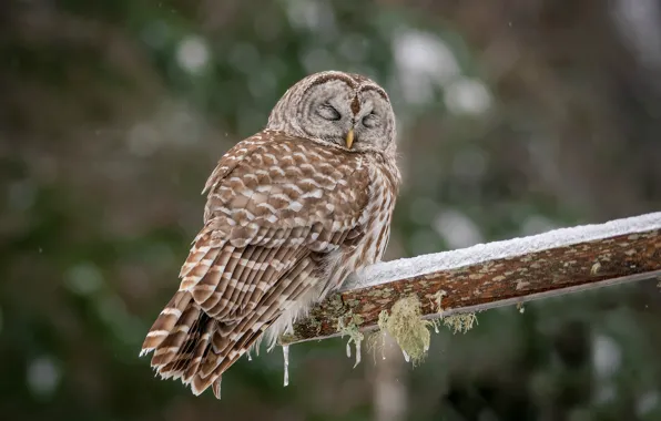 Picture owl, bird, closed eyes, owl