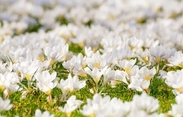 Grass, flowers, glade, spring, crocuses, white, a lot, bokeh