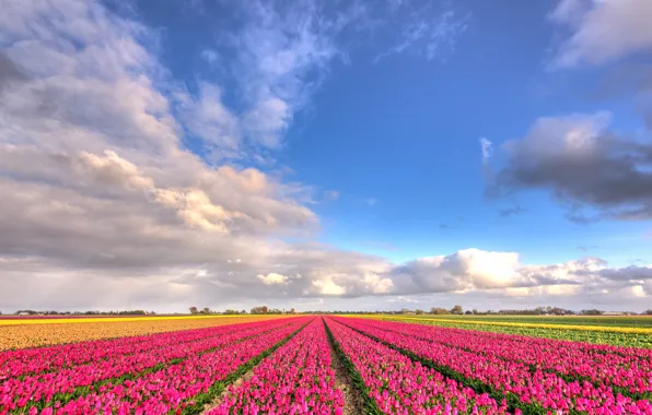 Field, clouds, flowers, blue, perspective, beauty, positive, spring